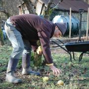 Jake Green gathering fruit from beneath an apple tree