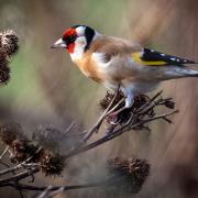 A goldfinch, one of the species that can be seen in local gardens