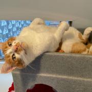 Bruce, a cat needing a 'hands-off' settling in period in his new home