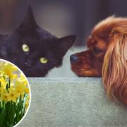 These are 5 of the plants that are toxic to pets