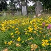Birdsfoot trefoil among the graves at Sidmouth Cemetery