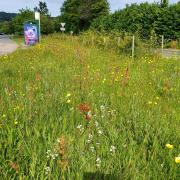 Wildflowers have sprung on Sidmouth's Bowd