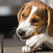 Vets have warned dog owners about the dangers of rawhide bones, which could swell in their pet's stomachs