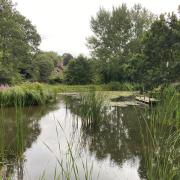 Sidbury Millennium Pond now
