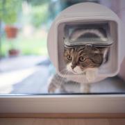 Cat owners have 12 months to act before they could face a fine of up to £500 for not having their pet microchipped