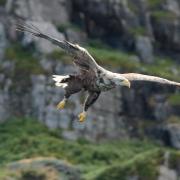 White tailed eagle leaving its rocky base