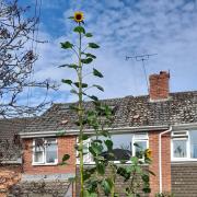 The giant sunflower outside the Randalls' house