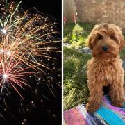 If you're dreading Bonfire Night for the sake of your pets this year, you are not alone