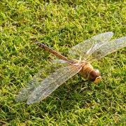 The Vagrant Emperor dragonfly