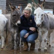 The 80 donkeys now have a permanent home at The Donkey Sanctuary in Sidmouth