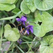 buff tail bumble bee violet