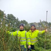 Hospiscare volunteers collecting Christmas trees for recycling