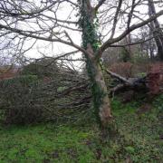 A fallen tree in Venn Ottery.