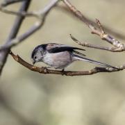 The long-tailed tit - a frequent visitor to Sidmouth's gardens