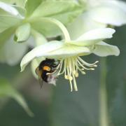 Buff-tail Bumblebee on Green Hellebore