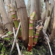 Early growth of Japanese knotweed