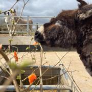 Wonky the Donkey celebrating International Carrot Day
