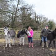 Sidmouth donkeys Henry and James (L) are settling in to their new Cheshire home with donkey Gerald and owners Hazel and Leigh