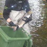 A thirteen pound salmon, being manually transferred upstream from School Weir 2015 Peter Brookes