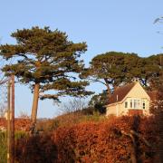 Pine trees in Sidmouth