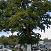 The tree at the entrance to the Finnimore Industrial Estate