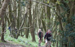 A walk through the trees with Sidmouth Arboretum