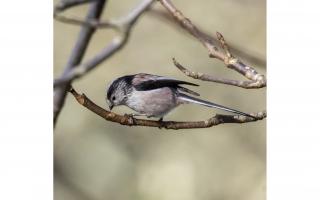 The long-tailed tit - a frequent visitor to Sidmouth's gardens
