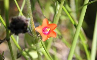 The scarlet pimpernel flower
