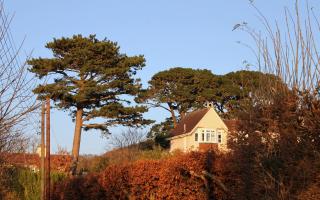 Pine trees in Sidmouth
